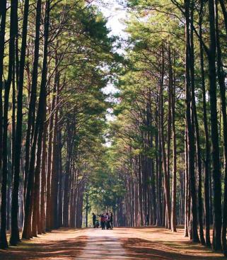 Hutan Pinus Sigrowong